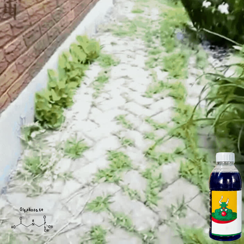Destroy Stubborn Weeds Within 24 Hours