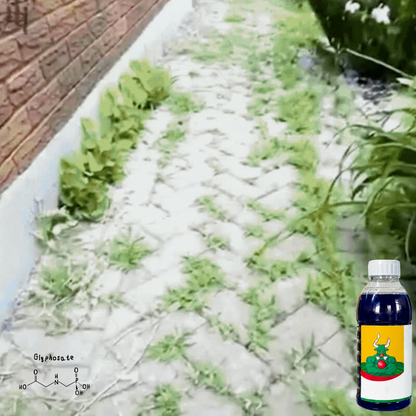 Destroy Stubborn Weeds Within 24 Hours